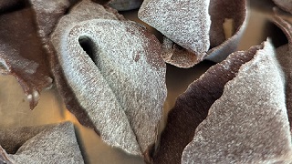 Cooking demo: homemade pasta